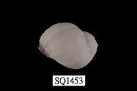 藏品(紫口珊瑚螺)的圖片